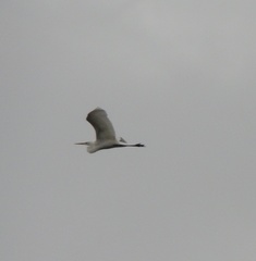 Ardea alba