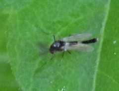 Pterygota