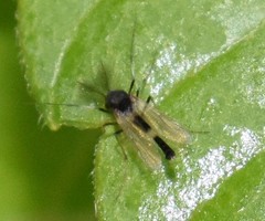 Pterygota