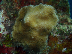 Goniastrea stelligera