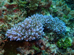 Acropora valida