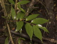 Griselinia ruscifolia