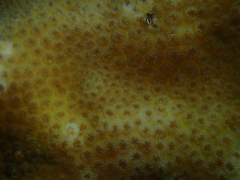 Goniastrea stelligera