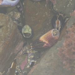 Nectocarcinus integrifrons