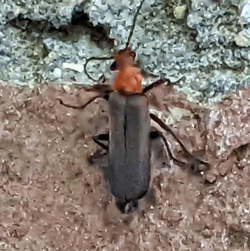 Downy Leather-winged Beetle photo 4