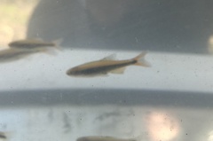 Pteronotropis euryzonus