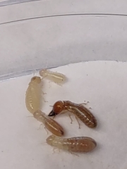 Incisitermes immigrans