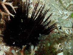 Echinostrephus