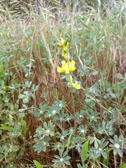 Lupinus luteolus