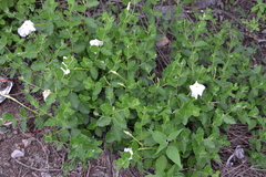 Mandevilla macrosiphon