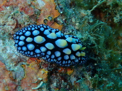 Phyllidia guamensis
