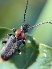 Pedilus punctulatus