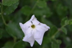 Mandevilla macrosiphon