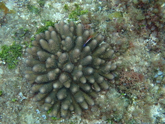 Acropora gemmifera