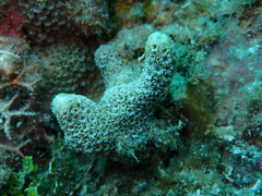 Goniopora fruticosa
