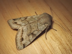 Orthosia evanida