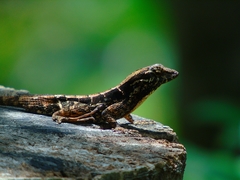 Anolis mccraniei