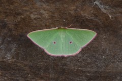 Chlorocoma cadmaria