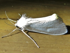 Rupela albina