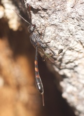 Gasteruption assectator