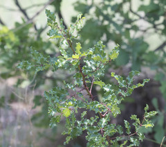 Zanthoxylum hirsutum