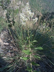 Decachaeta ovatifolia