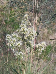 Decachaeta ovatifolia