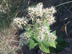 Decachaeta ovatifolia