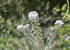 Dimorphocarpa candicans