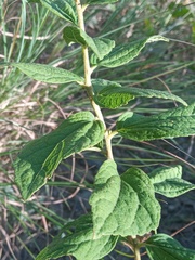 Decachaeta ovatifolia