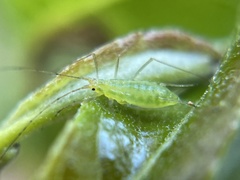 Macrosiphum californicum