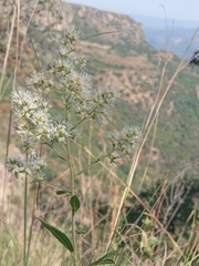 Decachaeta ovatifolia