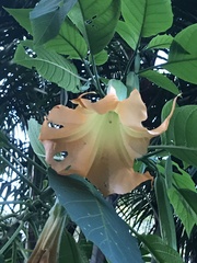 Brugmansia versicolor