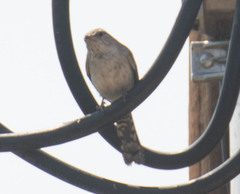 Thryomanes bewickii