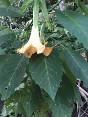 Brugmansia versicolor