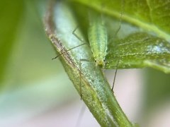 Macrosiphum californicum