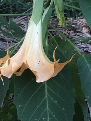 Brugmansia versicolor