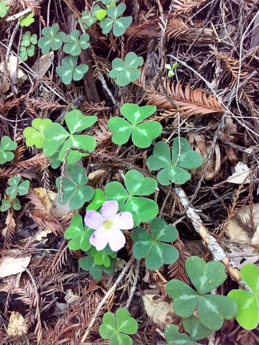 iNaturalist observation photo of Redwood Sorrel