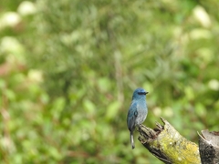 Eumyias albicaudatus