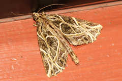 Charca fulminea