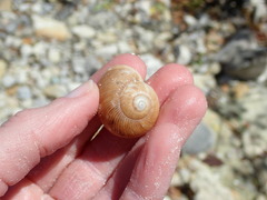 Zachrysia provisoria