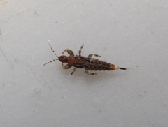 Neurothrips