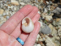 Zachrysia provisoria