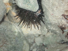 Echinometra lucunter