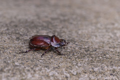 Heterogomphus curvicornis