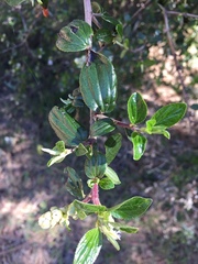 Ceanothus oliganthus sorediatus