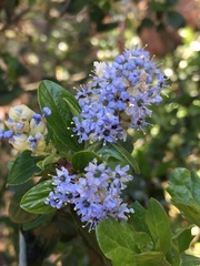 Ceanothus oliganthus sorediatus