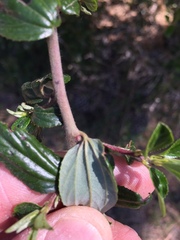 Ceanothus oliganthus sorediatus