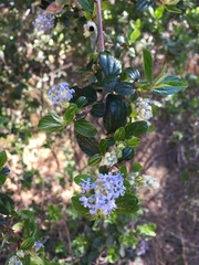 Ceanothus oliganthus sorediatus