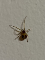 Steatoda triangulosa
